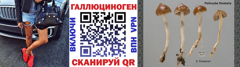 купить   Светлоград  Псилоцибиновые грибы Cubensis 
